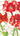 Red and white flowers with green stems on a white background