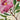 Thank You Peony Greeting Card