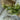 Green leaves on a white decorative object with a neutral background